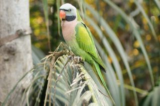 Psittacula alexandri abbotti - Andamanen-Bartsittich